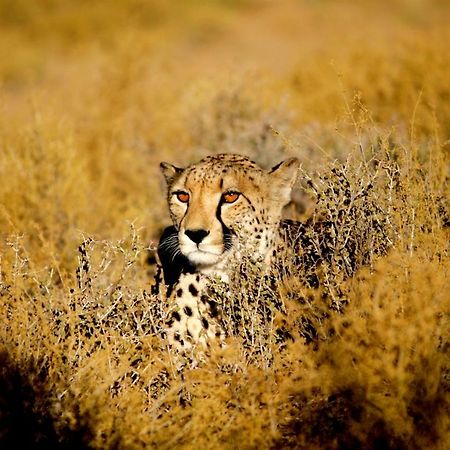 Inverdoorn Game Reserve Lodge Breede River Экстерьер фото