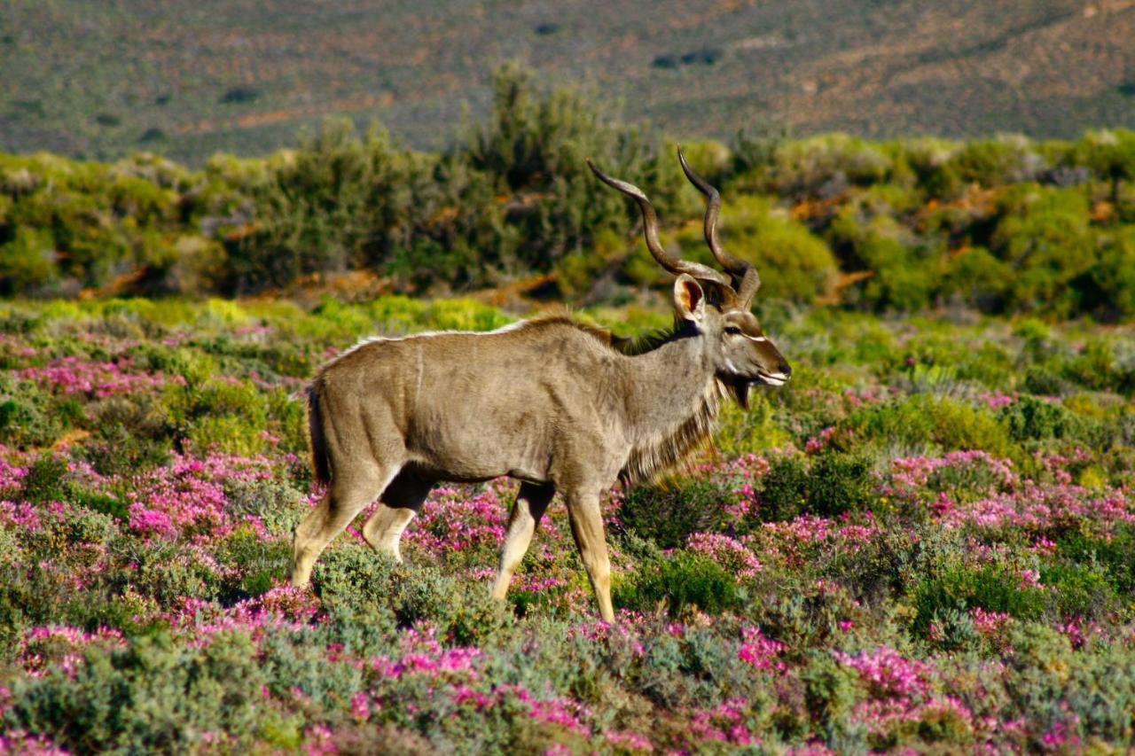 Inverdoorn Game Reserve Lodge Breede River Экстерьер фото