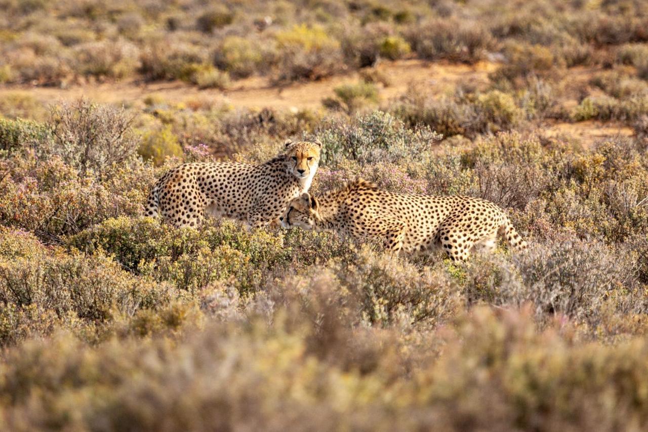 Inverdoorn Game Reserve Lodge Breede River Экстерьер фото