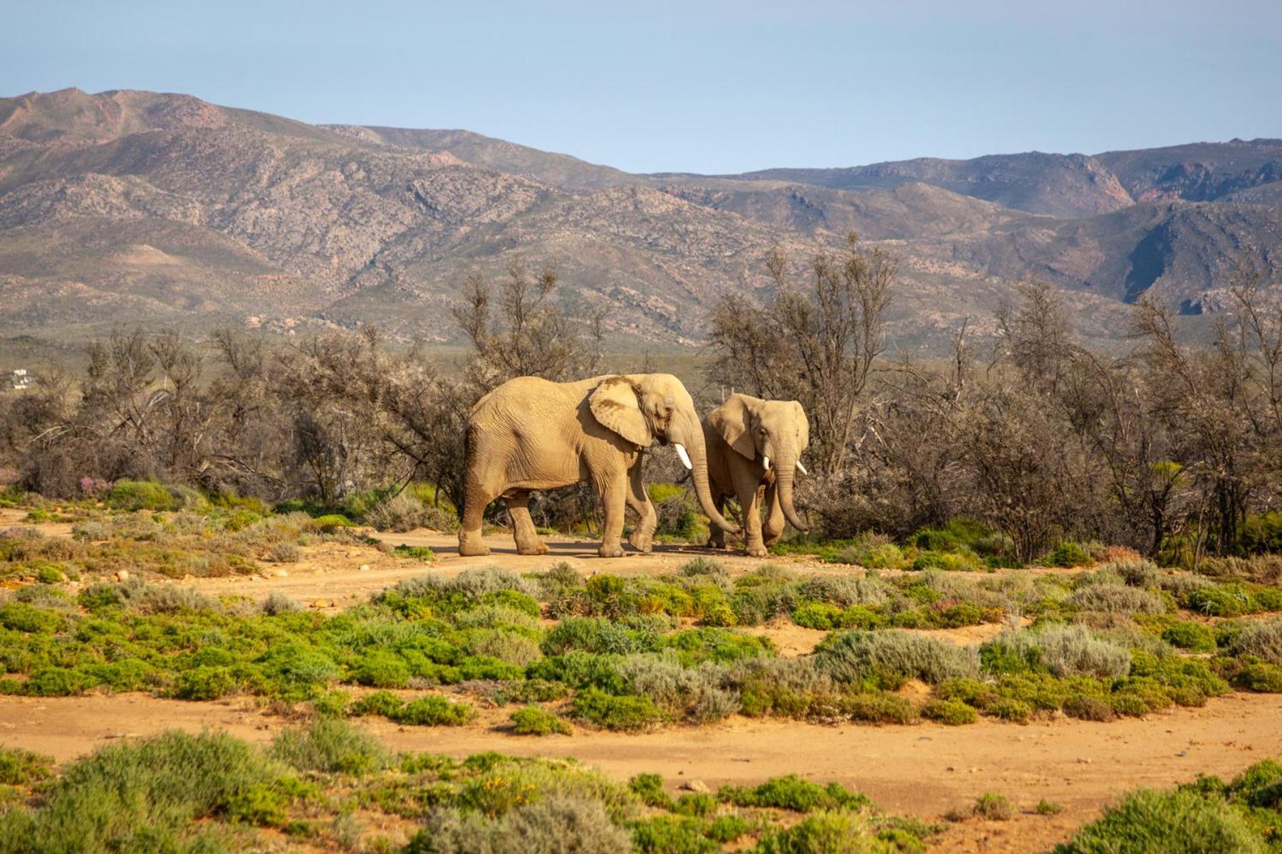 Inverdoorn Game Reserve Lodge Breede River Экстерьер фото