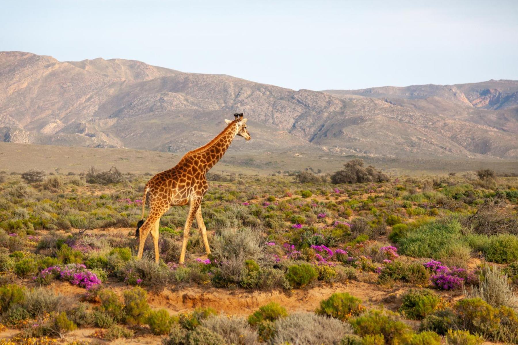 Inverdoorn Game Reserve Lodge Breede River Экстерьер фото