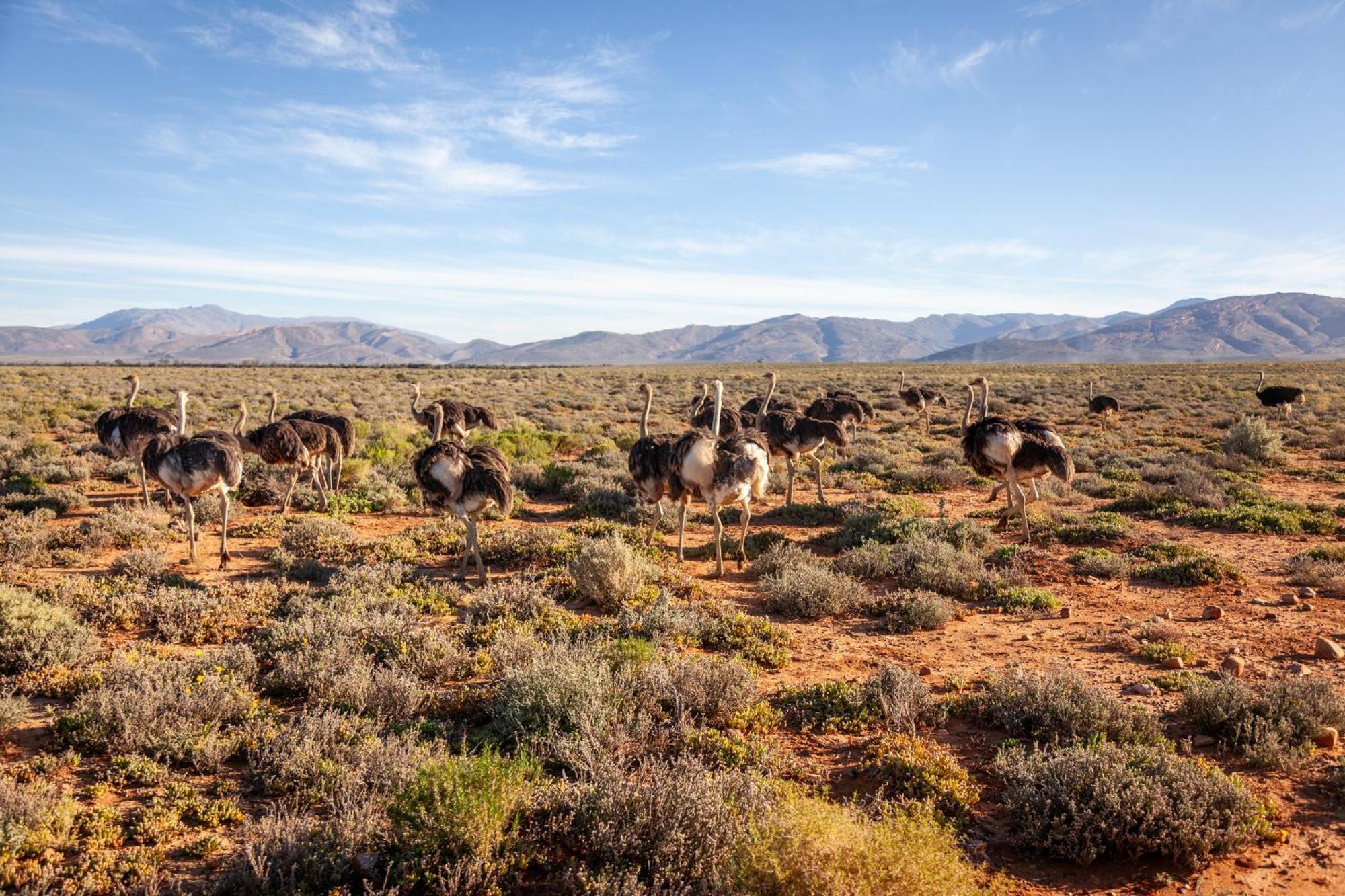 Inverdoorn Game Reserve Lodge Breede River Экстерьер фото