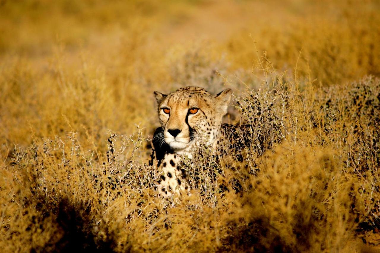 Inverdoorn Game Reserve Lodge Breede River Экстерьер фото